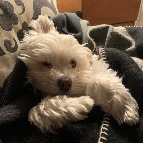 Meet your Posher, Barbara - Picture 1 of 1